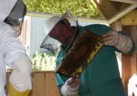 Honigerzeugung